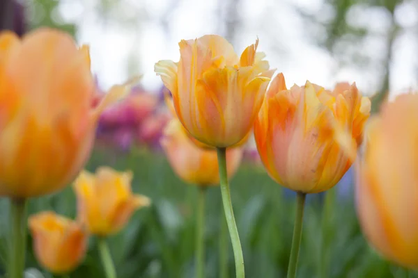 Champ de tulipes orange — Photo