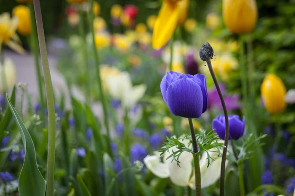 Kleurrijke tulpen in het park. — Stockfoto