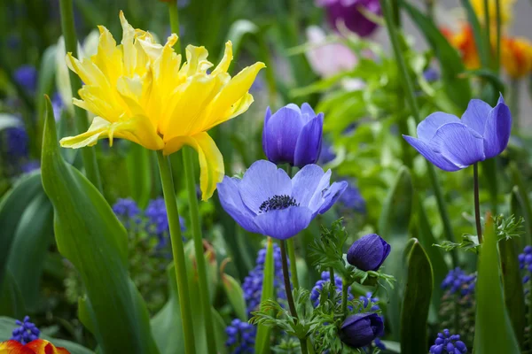 Kleurrijke tulpen in het park. — Stockfoto