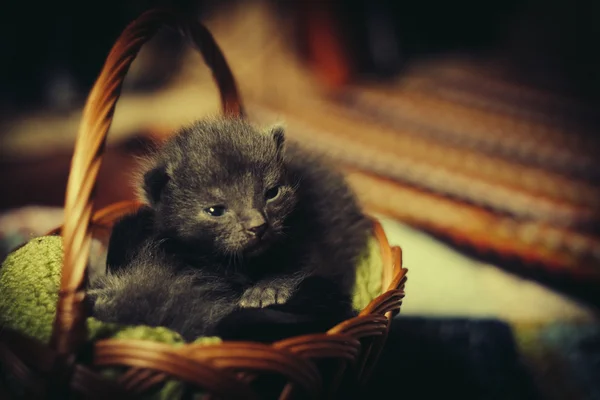 Gatos durmiendo en la cesta — Foto de Stock