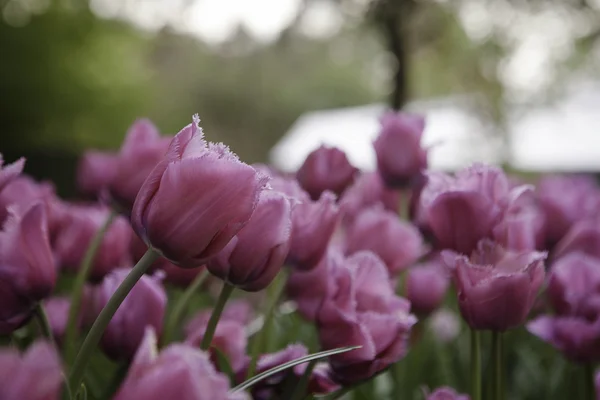 Rózsaszín tulipán a kertben — Stock Fotó