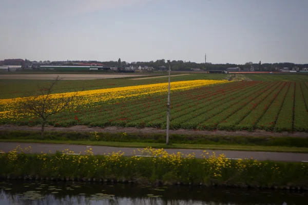 Tulipán pole v Holandsku — Stock fotografie