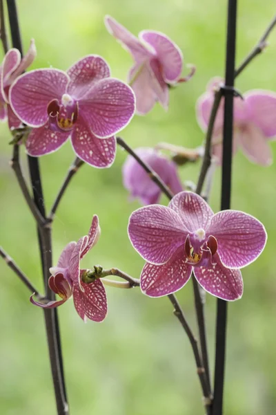 Gyönyörű lila orchidea - Phalaenopsis — Stock Fotó