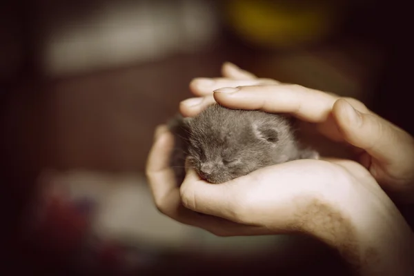 女性の手で非常に小さな子猫. — ストック写真