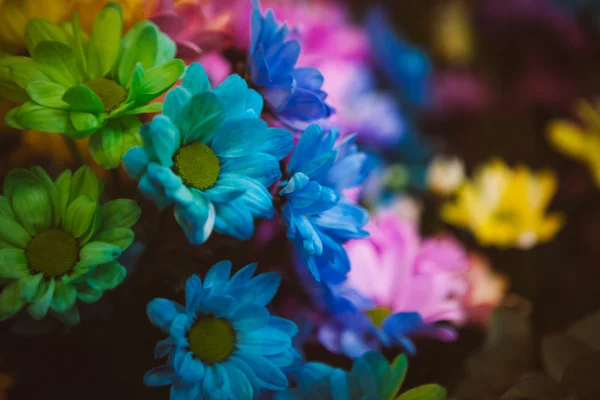 Hermosas flores coloridas —  Fotos de Stock