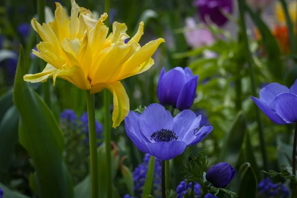 Tulipas coloridas no parque. — Fotografia de Stock