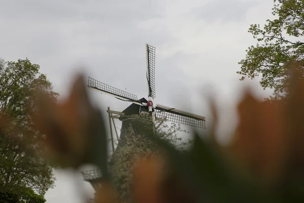 Molino de viento holandés sobre hileras de tulipanes, Holanda —  Fotos de Stock