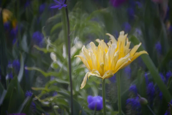 Kleurrijke tulpen in het park. — Stockfoto