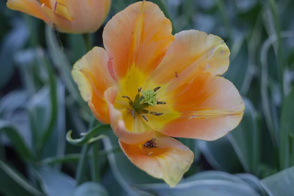 Campo de tulipanes naranjas — Foto de Stock