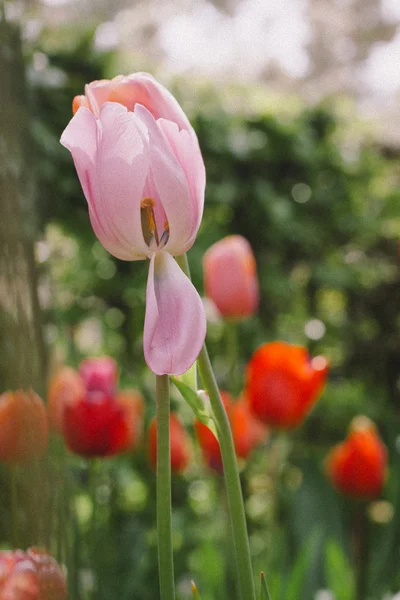 Tulipanes coloridos en el parque. —  Fotos de Stock