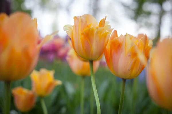 Narancssárga tulipán mező — Stock Fotó