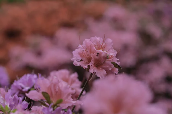 Tuleja z kwiaty różowe kwitnących bugenwilli — Zdjęcie stockowe