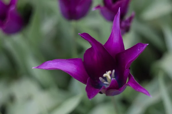 Tulipes violettes vives, printemps, extérieur — Photo