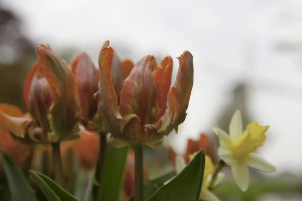 Moulin à vent néerlandais sur des rangées de champs de tulipes, Hollande — Photo