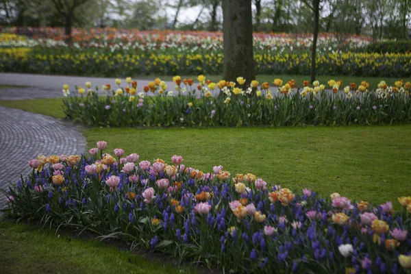 Färgstarka blommande tulpaner i Keukenhof parken i Holland — Stockfoto
