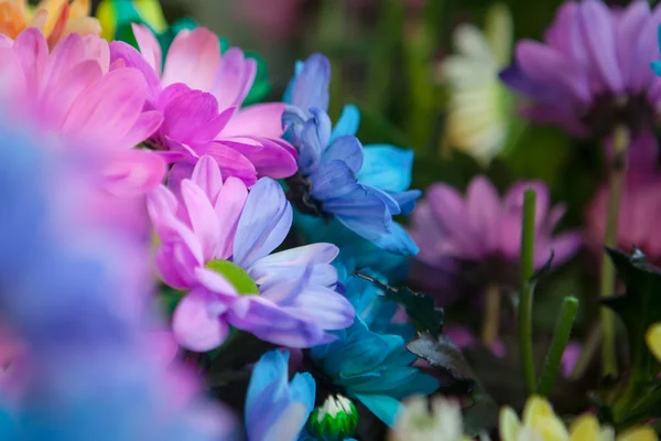 Schöne bunte Blumen — Stockfoto