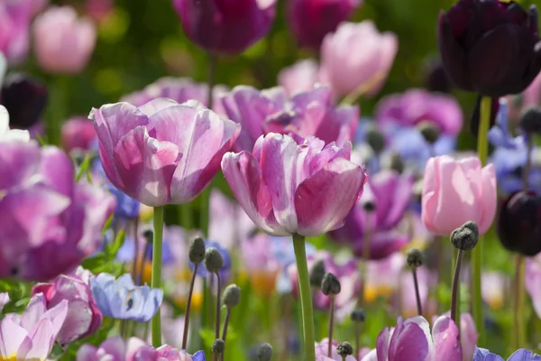 Tulipes colorées dans le parc. — Photo