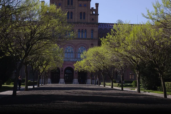 Chernivtsa 大学附近的树木 — 图库照片