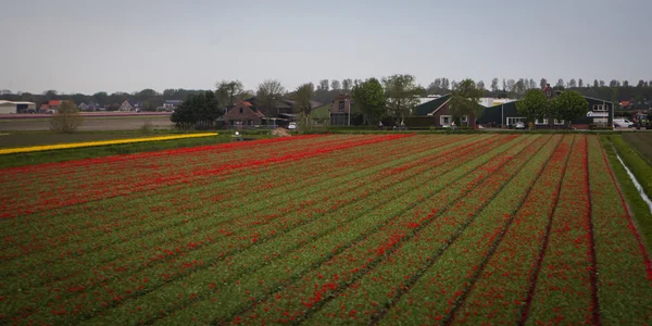 Pola tulipanów w Holandii — Zdjęcie stockowe