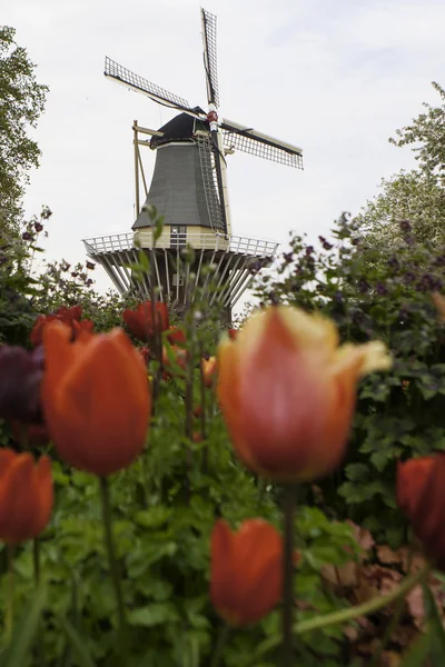 Holenderski wiatrak w wierszach pola tulipanów — Zdjęcie stockowe