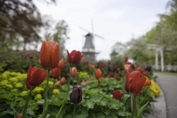 Holländische Windmühle über Tulpenreihen Feld, Holland — Stockfoto