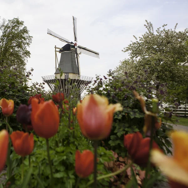 Molino de viento holandés sobre hileras de tulipanes, Holanda —  Fotos de Stock