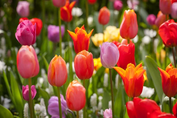 Colorful tulips in the park. — Stock Photo, Image