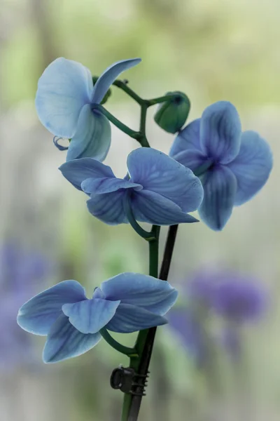 Vackra blå orkidéer — Stockfoto