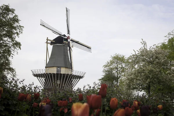 Hollannin tuulimylly tulppaanipellon yläpuolella, Hollanti — kuvapankkivalokuva