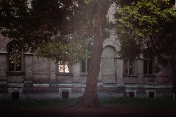 Tree and sunlight and Chernivtsi university — Stock Photo, Image