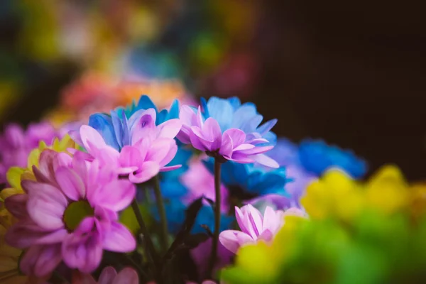 Hermosas flores coloridas —  Fotos de Stock