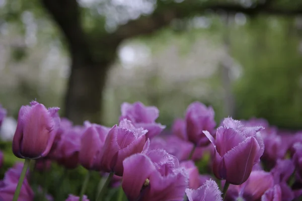 A háttérben a fák rózsaszín tulipánok. — Stock Fotó