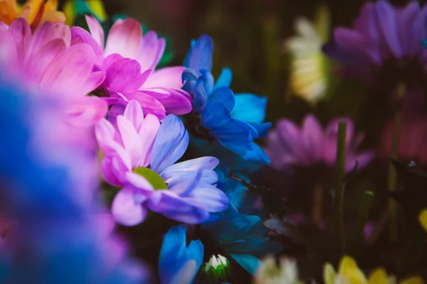 Lindas flores coloridas — Fotografia de Stock