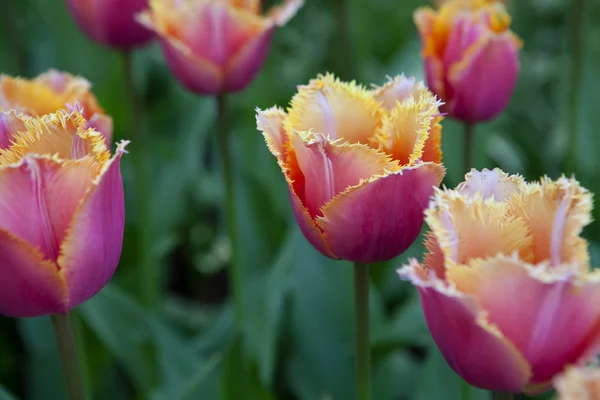 Roze tulpen — Stockfoto