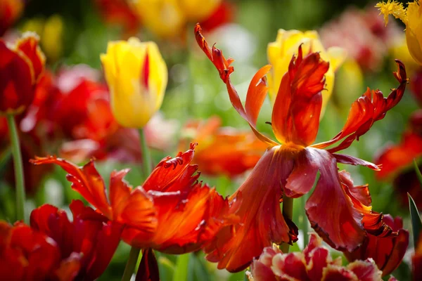 Tulipán rojo flores en el jardín, parque al aire libre — Foto de Stock