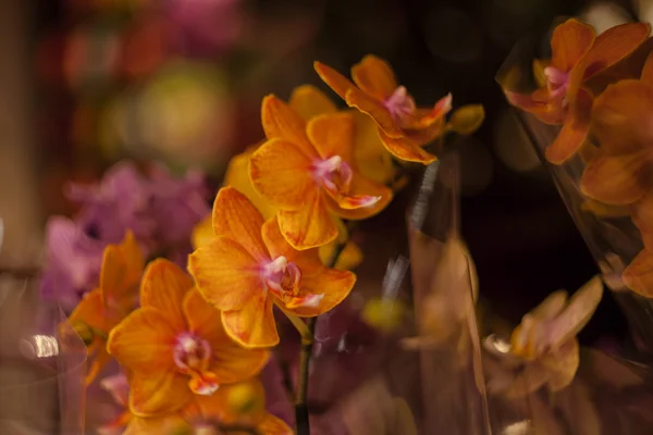 赤い蘭の花のショットを閉じる — ストック写真