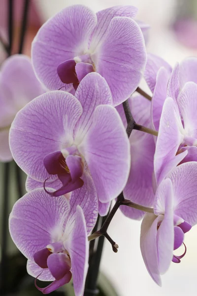 Rózsaszín orchidea phalaenopsis részlete. Orchidea virágok csokor — Stock Fotó