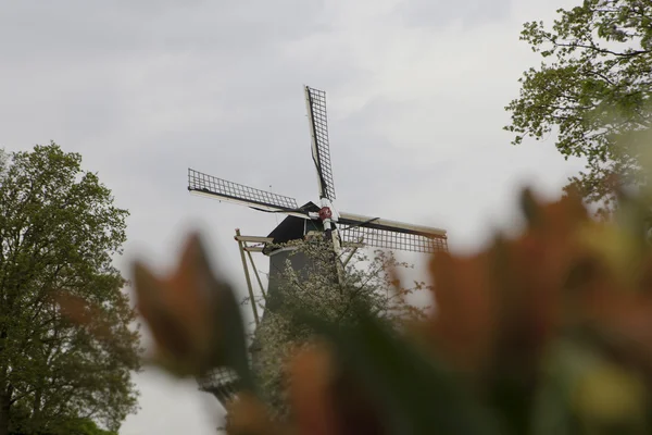 Holländsk väderkvarn över rader av tulpaner fältet, holland — Stockfoto