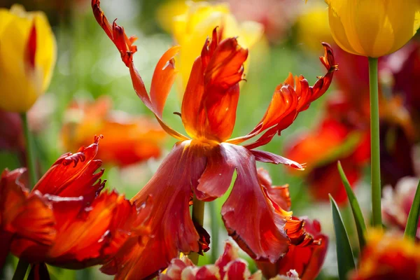 Fleurs de tulipe rouge sur le jardin, parc extérieur — Photo