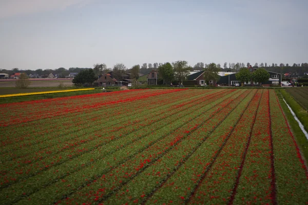 Venni a Holland tulipán mező — Stock Fotó