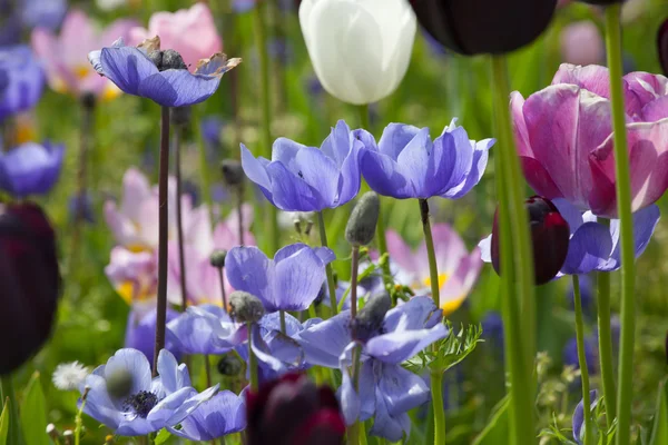 Kleurrijke tulpen in het park. — Stockfoto