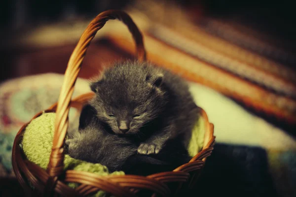 Gatos durmiendo en la cesta — Foto de Stock