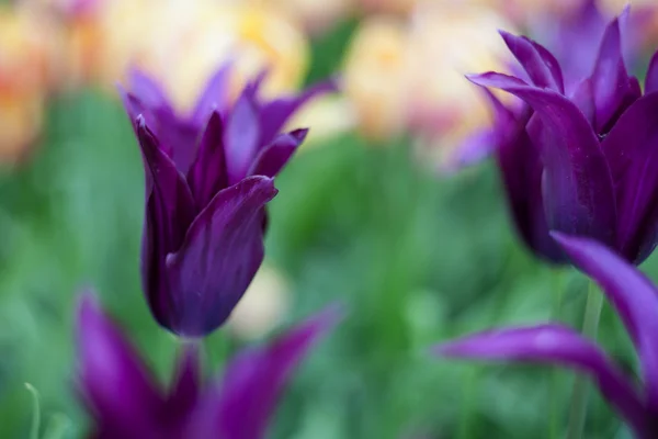 Яркие фиолетовые тюльпаны, весной, на открытом воздухе — стоковое фото