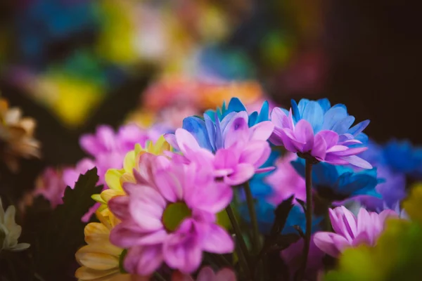 Lindas flores coloridas — Fotografia de Stock