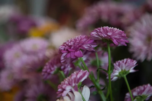 美しいライラック色の花 — ストック写真