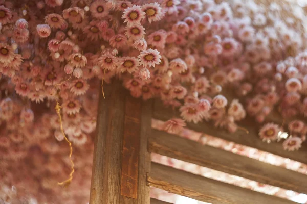 Chrysanthemen — Stockfoto