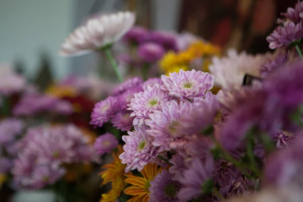 美しいライラック色の花 — ストック写真