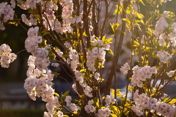 Sakura. Třešňový květ v jarní. Krásné růžové květy — Stock fotografie