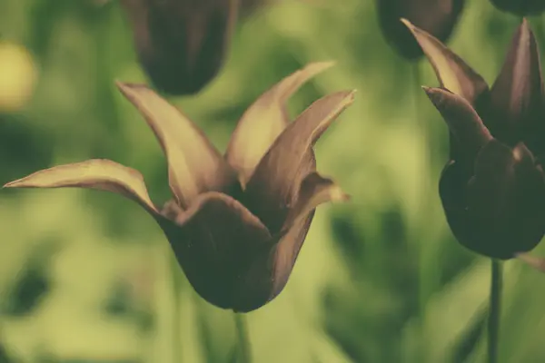 Tulipanes violetas vivos, primavera, al aire libre —  Fotos de Stock