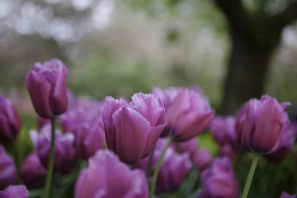 Pink tulips on the background of trees. — Stock Photo, Image